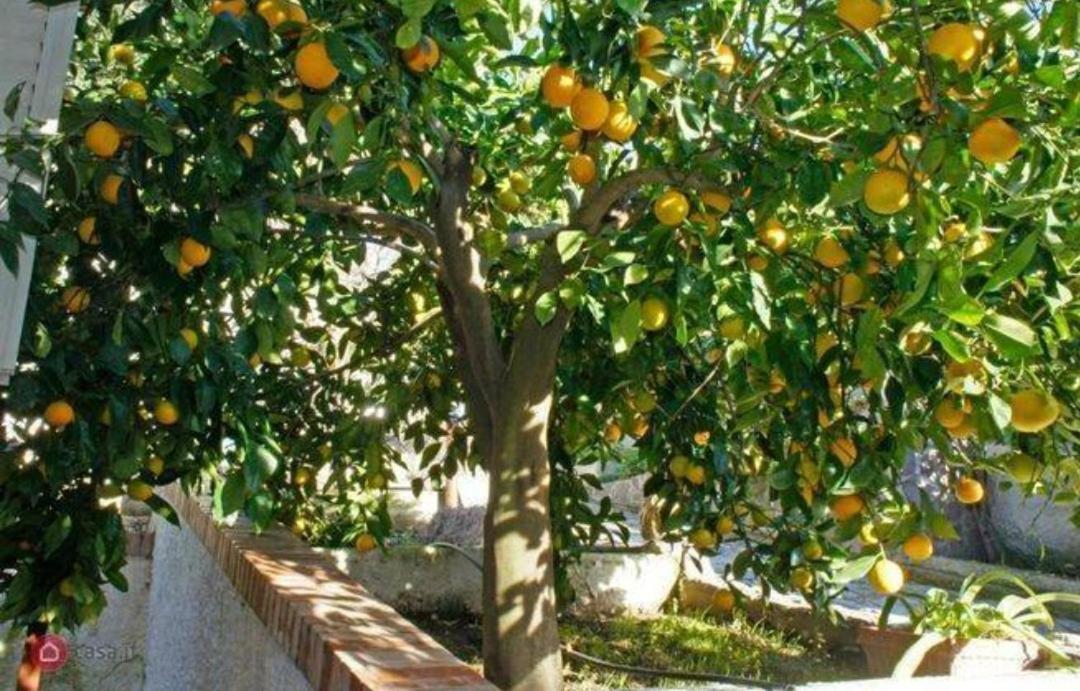 B&B Terramare Montiano (Tuscany) Exterior foto